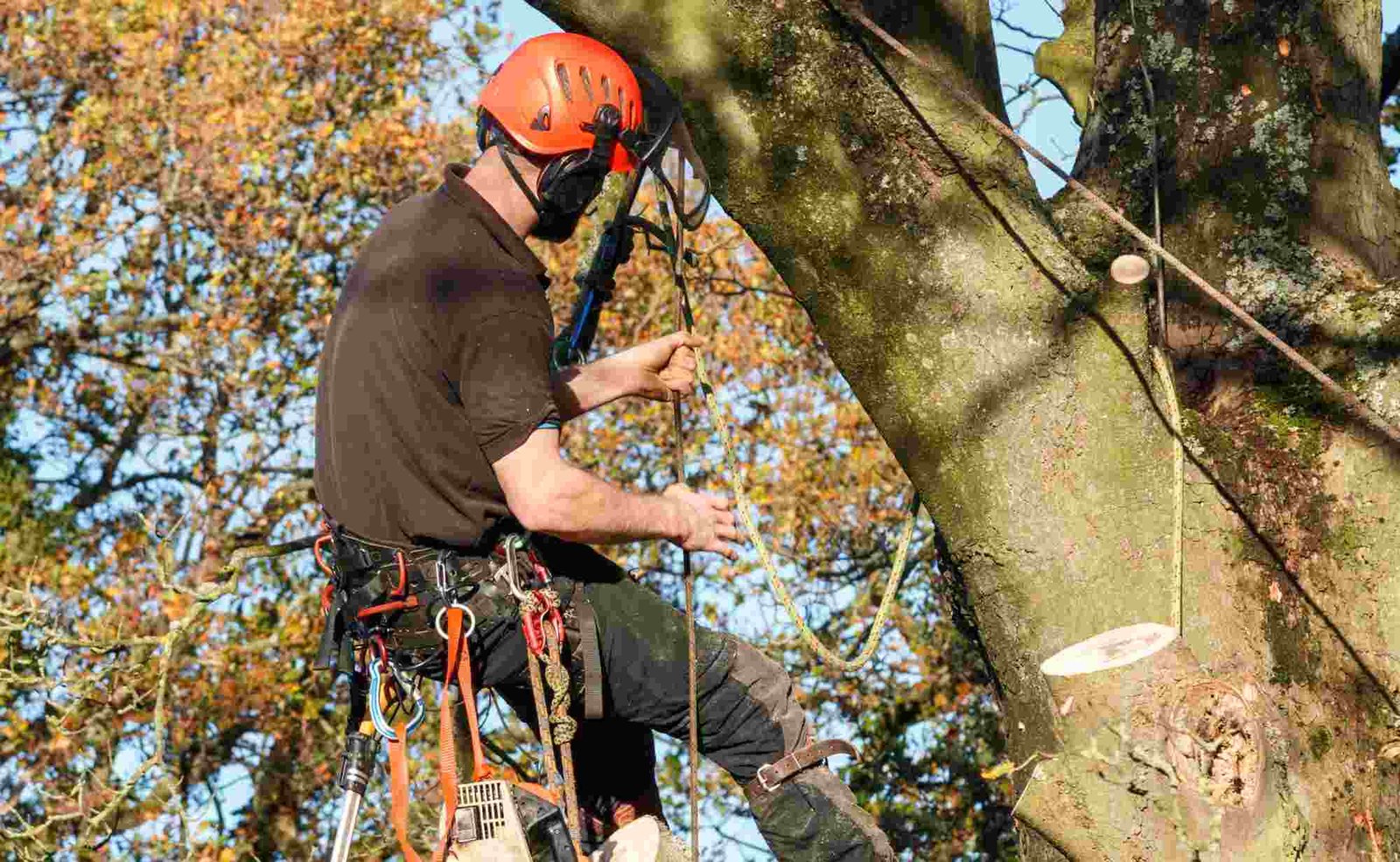 Freckleton Tree Services