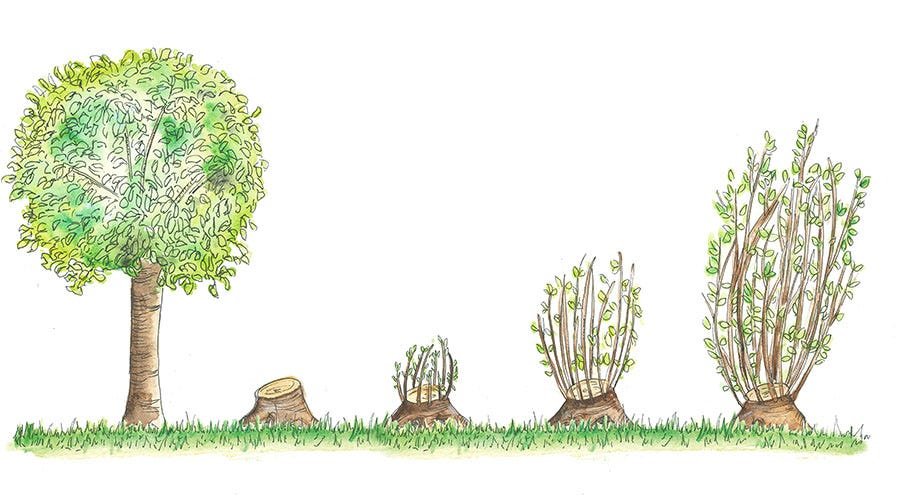 coppicing