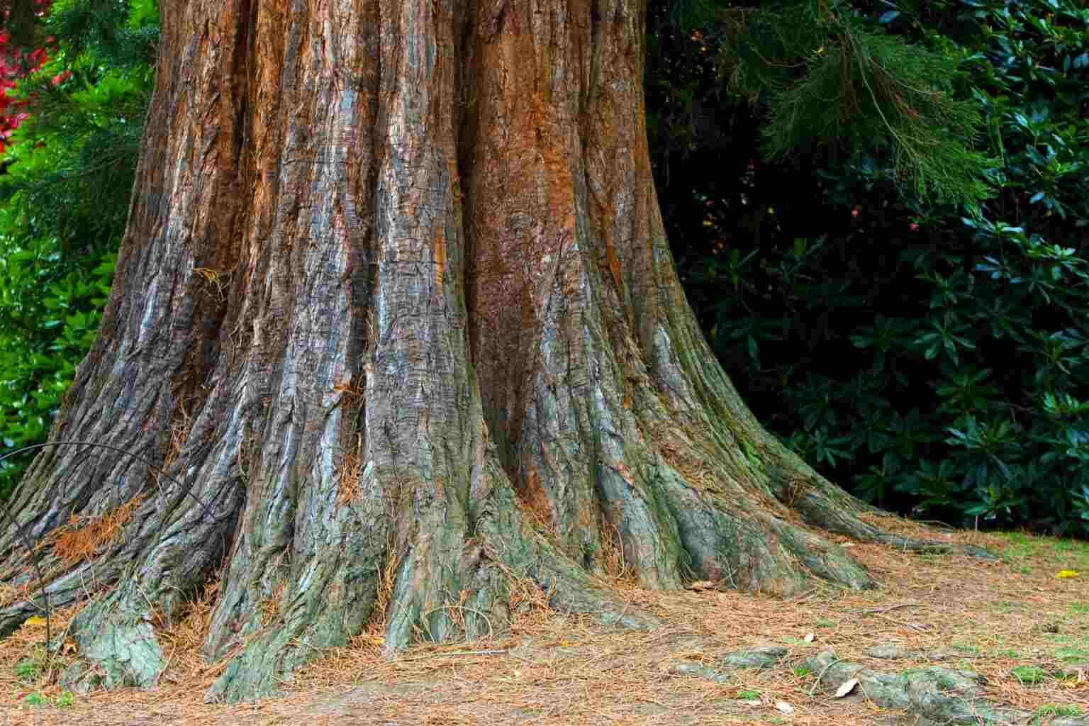 tree trunk