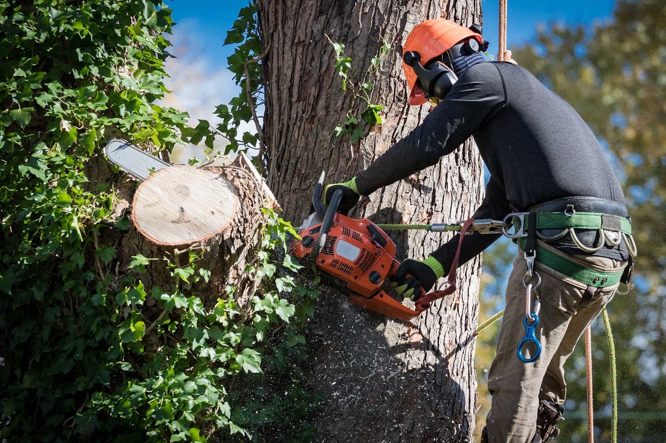 5 Essential Tree Surgery Services for Blackpool Homeowners