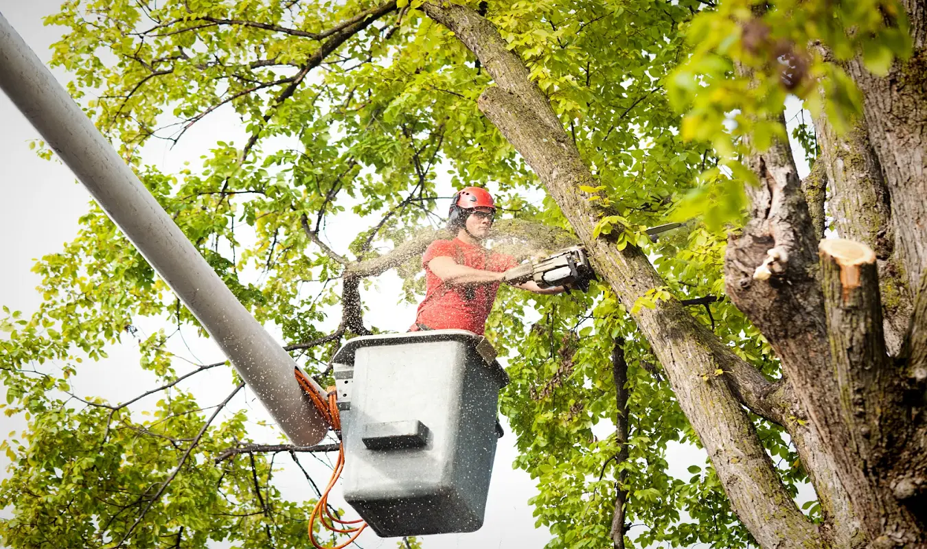 Tree Surgery Guide