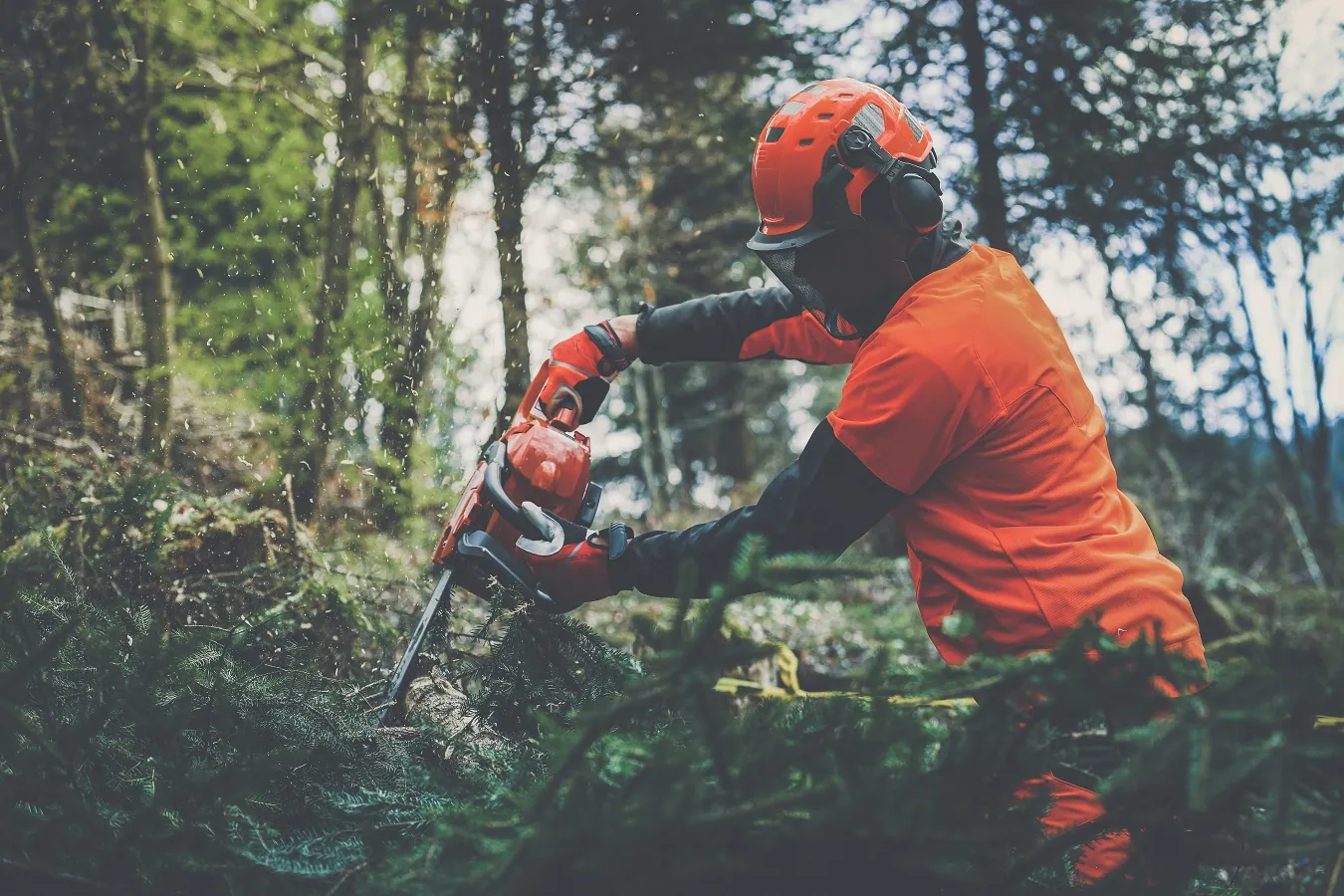 Great Eccleston Tree Services