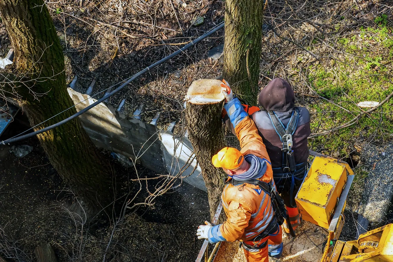 Blackpool Tree Surgeon
