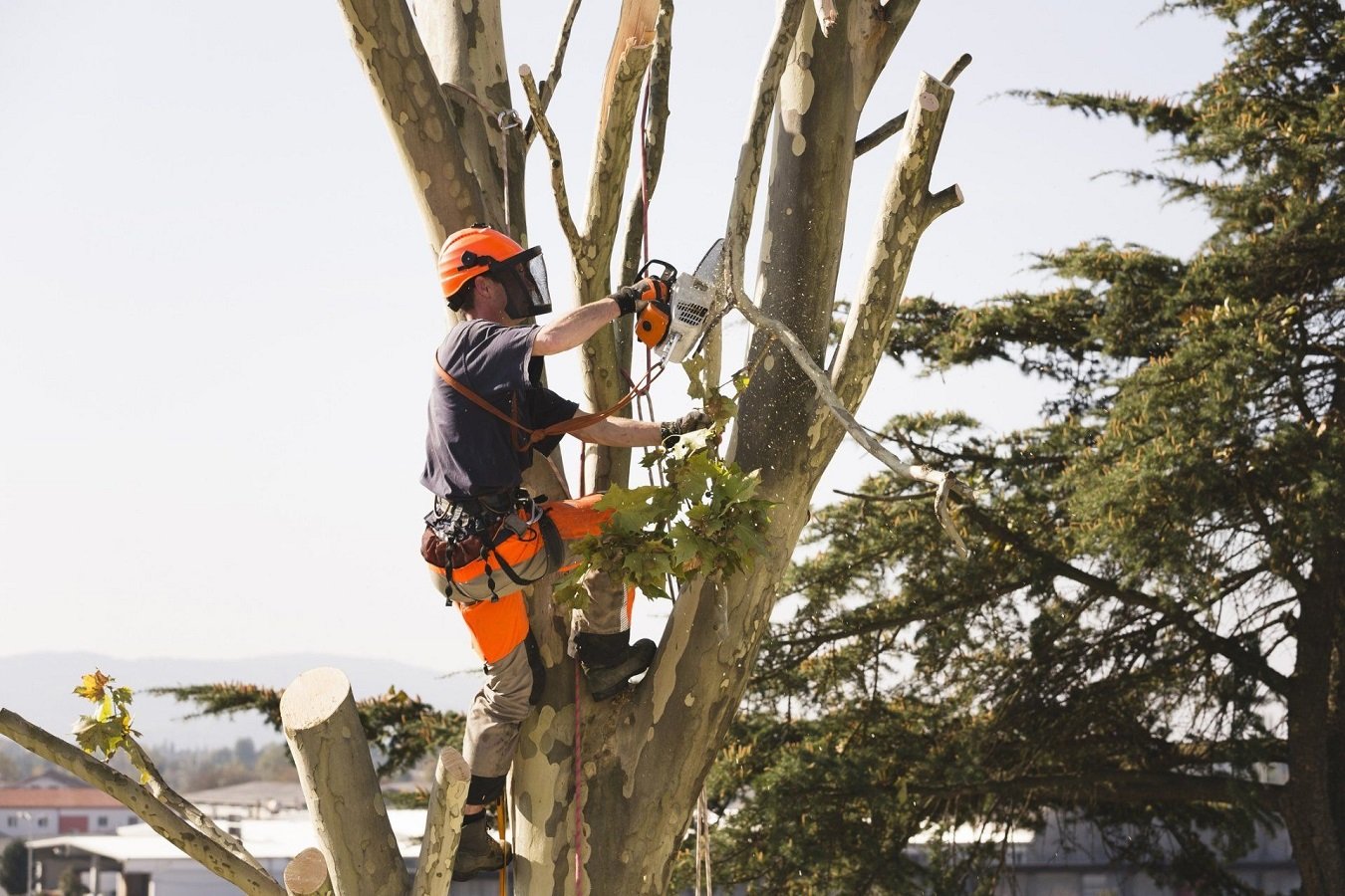 Blackpool Tree Surgery