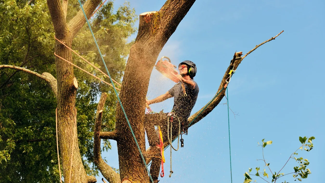 Cost Factors Affecting Tree Removal UK