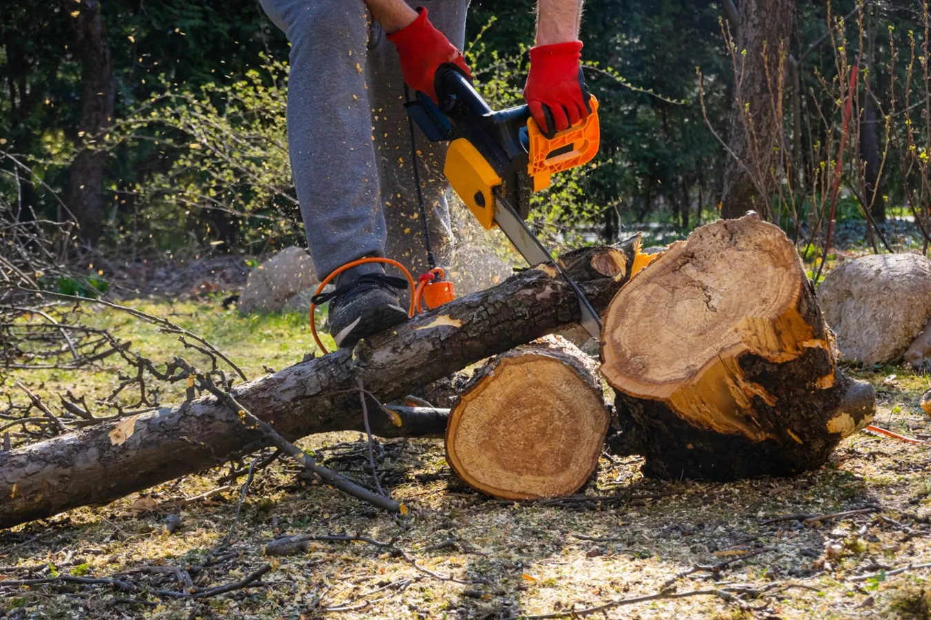 Everything You Need to Know About Tree Removal
