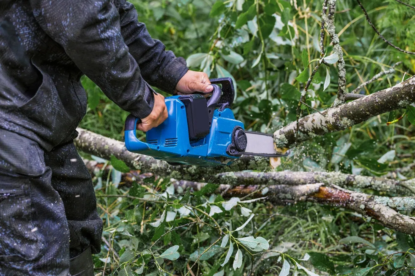 Tree Removal Safety Guidelines You Must Know
