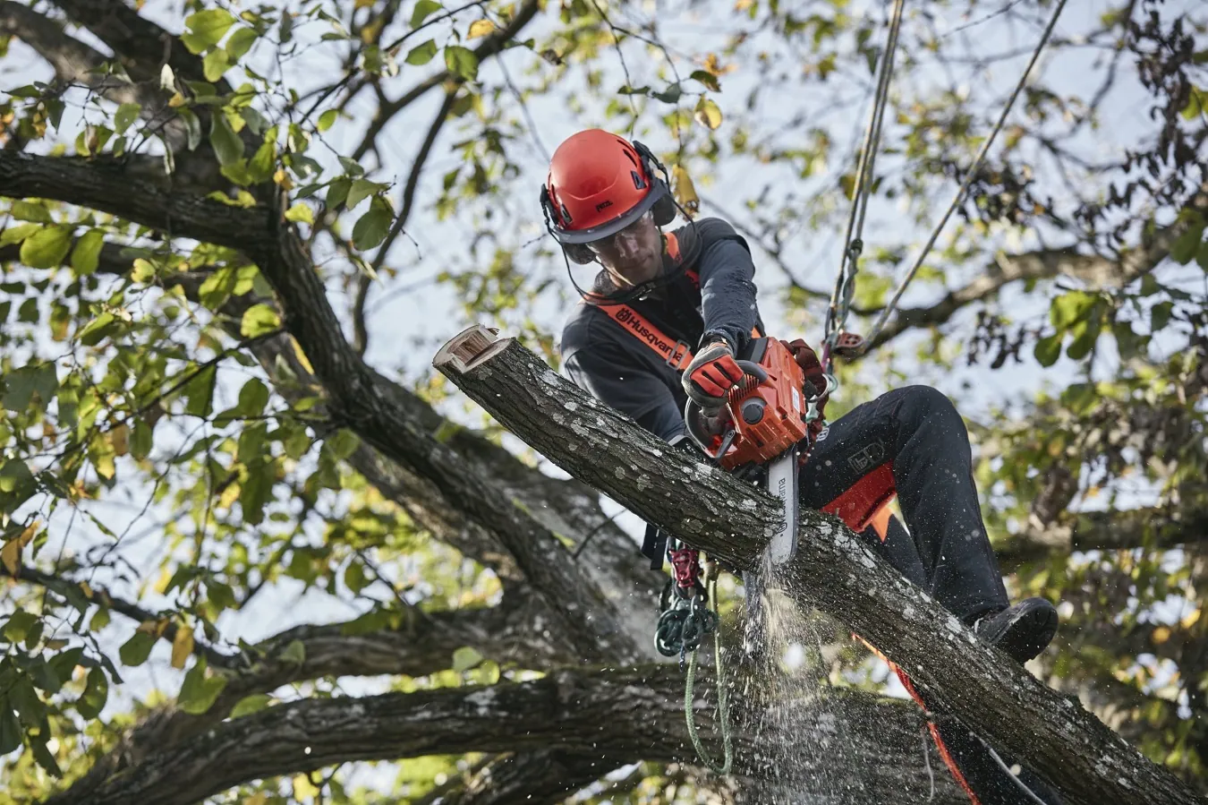 Legal Aspects Tree Removal UK