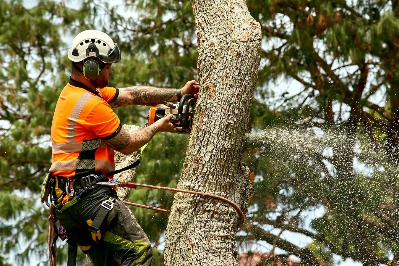 Tree Removal Aftercare Essential Tips for Homeowners