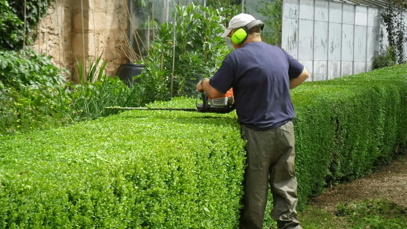When Should You Trim and Prune Your Hedges