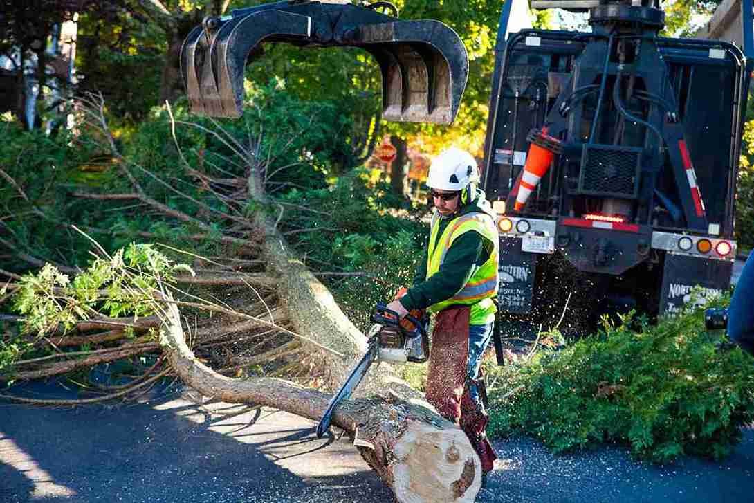 Emergency Tree Removal Safety Protocols | Blackpool