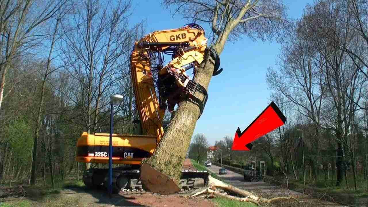 What Situations Require Emergency Tree Surgery in UK?