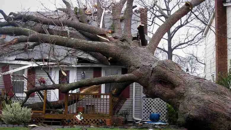 Fallen Tree Risks in Residential Areas | Blackpool