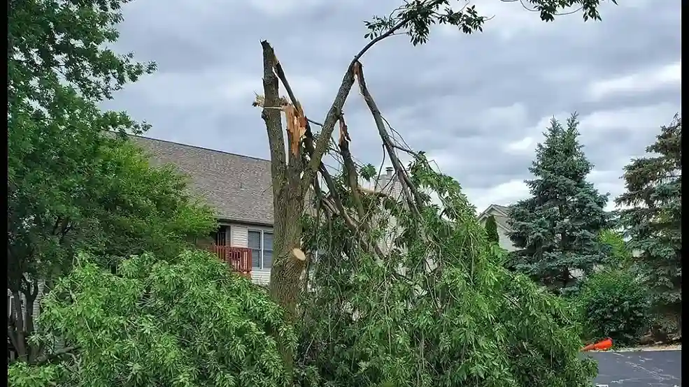How Tree Surgeons Approach Storm-Damaged Tree Management