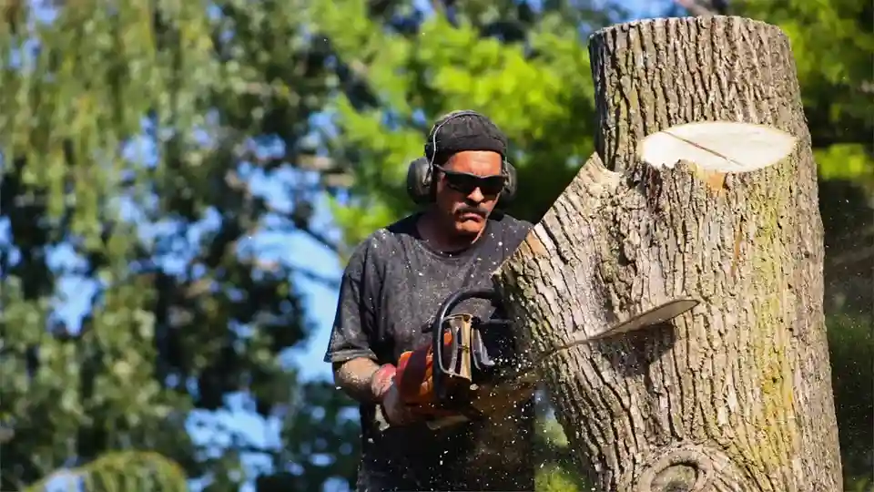 When Is Tree Removal Necessary in Blackpool?