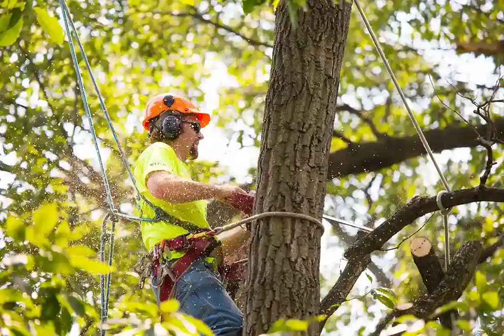 Safety Guidelines for Tree Removal Services in Blackpool