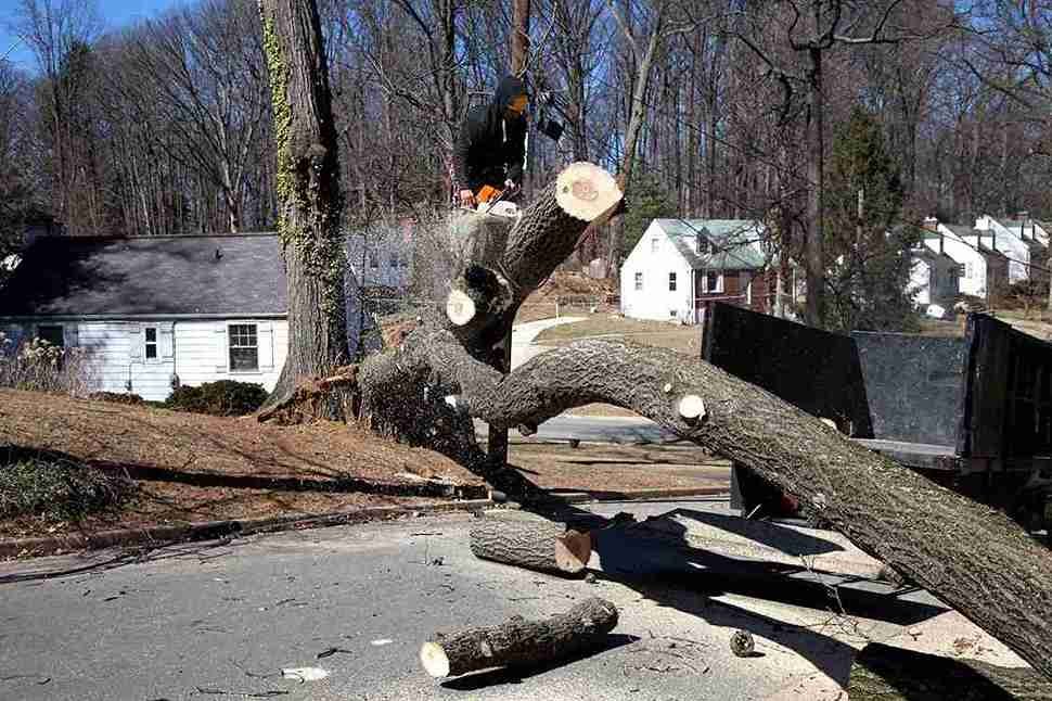 Tree Removal Permits & Permissions in Blackpool