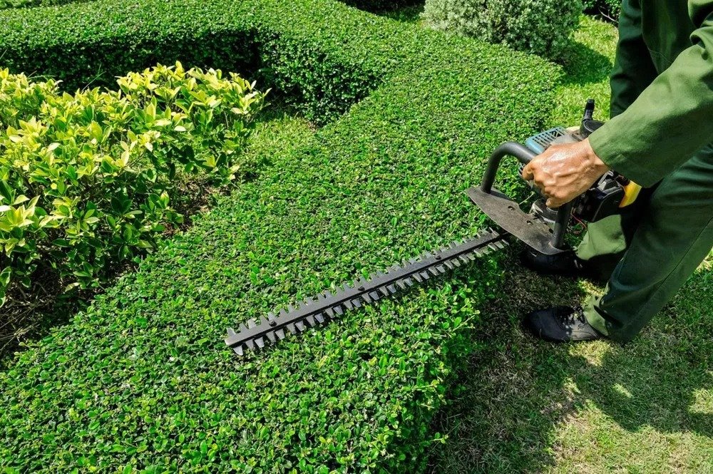 Hedge Trimming Services in Blackpool
