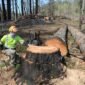 How Quickly Can a Tree Stump Be Removed in Blackpool 85x85